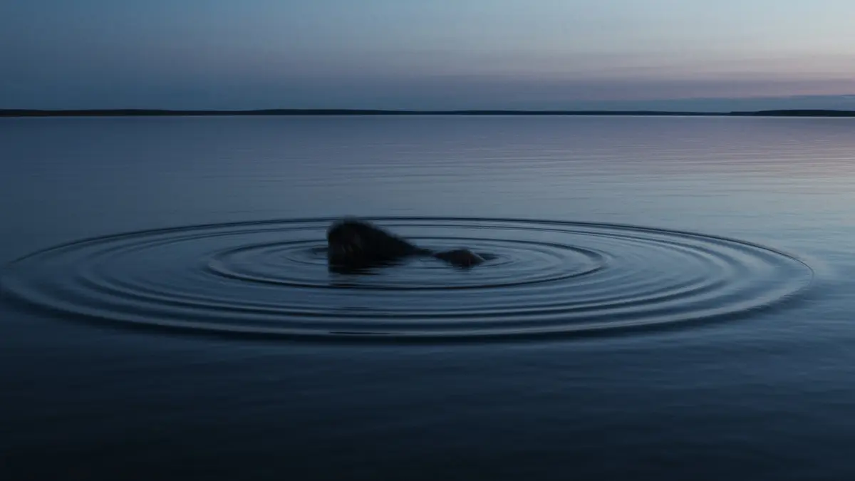 Los avistamientos describen una forma oscura en el agua.